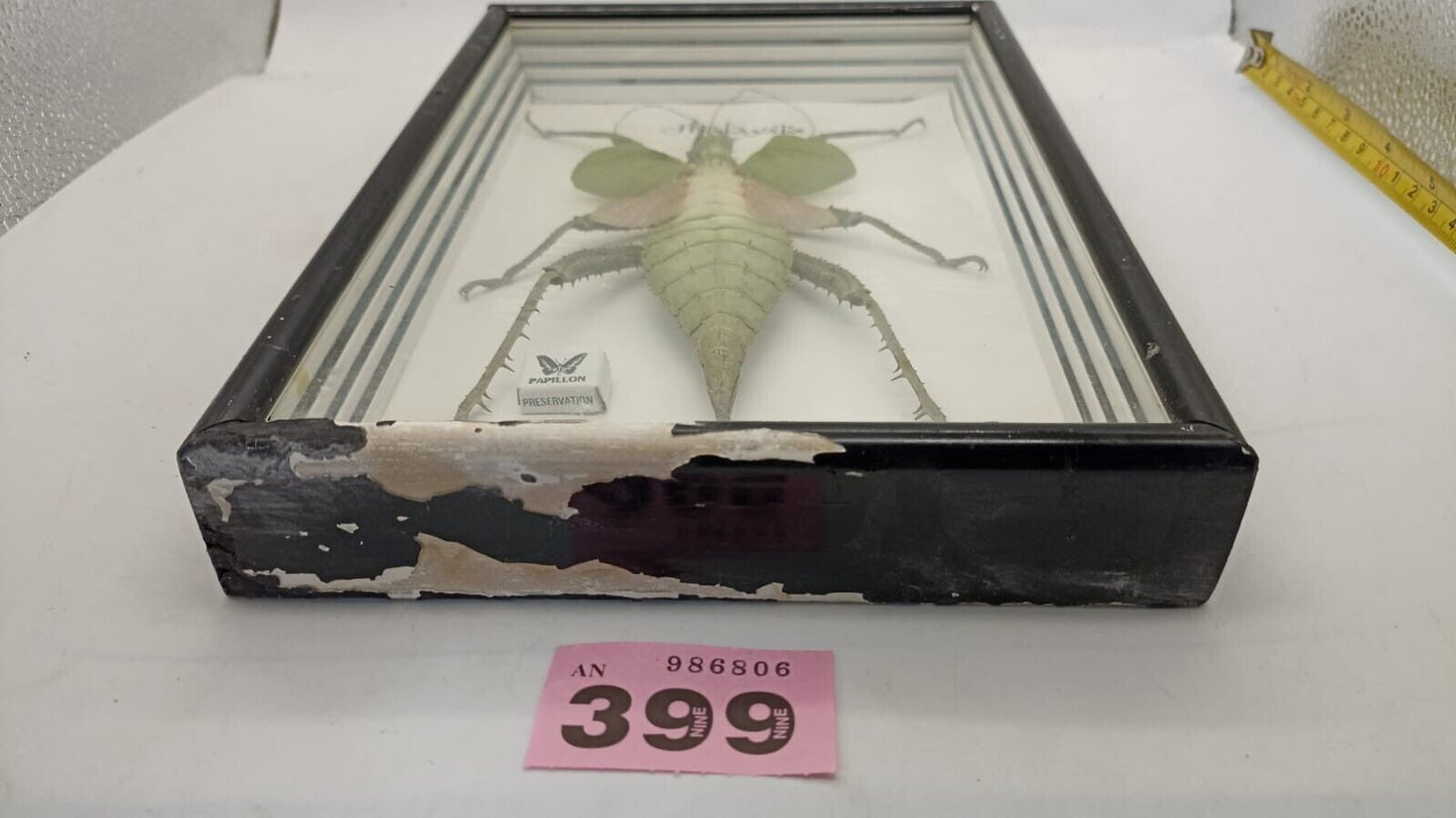 Vtg Papillon Preservation Large Green Nymph Stick Insect 7" Height 10" Frame
