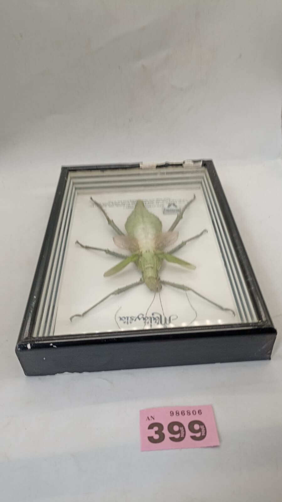 Vtg Papillon Preservation Large Green Nymph Stick Insect 7" Height 10" Frame