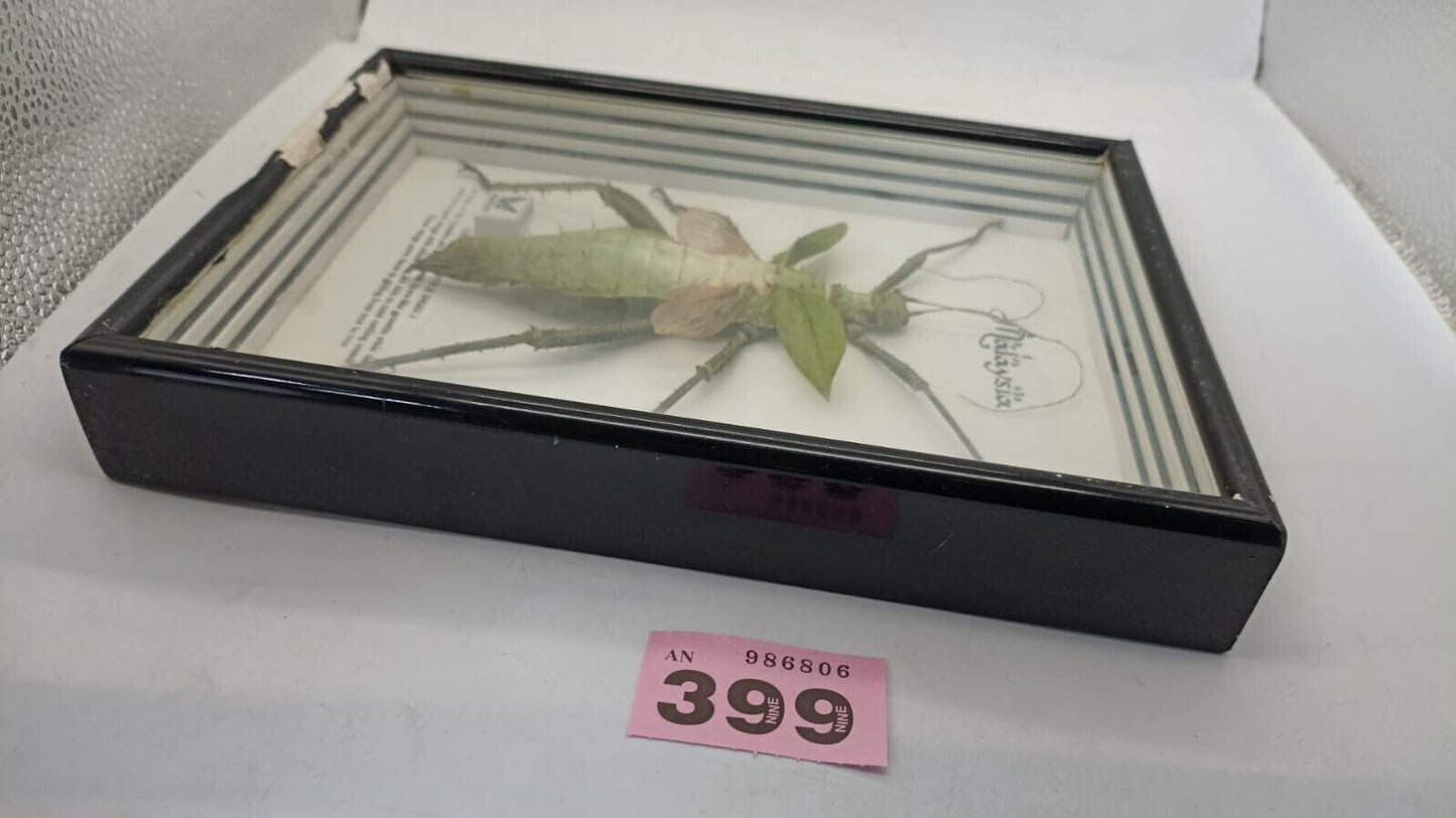 Vtg Papillon Preservation Large Green Nymph Stick Insect 7" Height 10" Frame