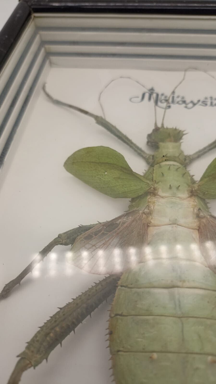 Vtg Papillon Preservation Large Green Nymph Stick Insect 7" Height 10" Frame