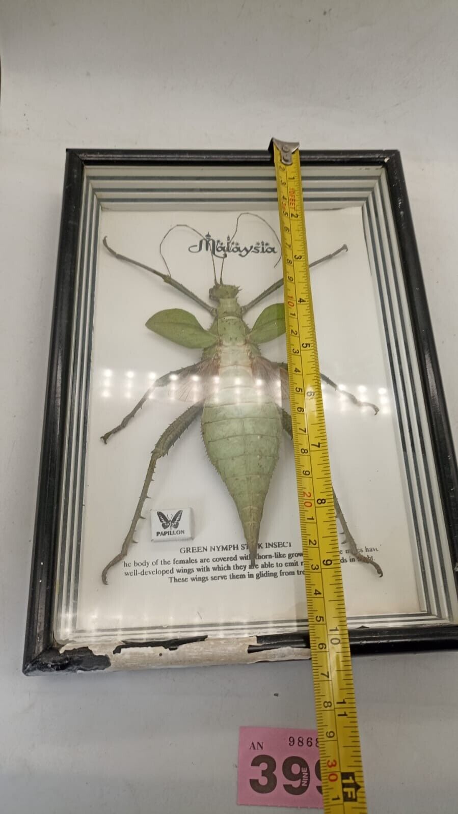 Vtg Papillon Preservation Large Green Nymph Stick Insect 7" Height 10" Frame