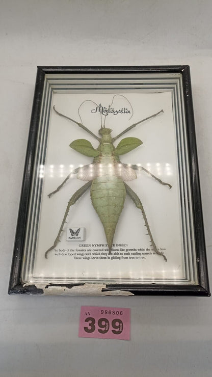 Vtg Papillon Preservation Large Green Nymph Stick Insect 7" Height 10" Frame