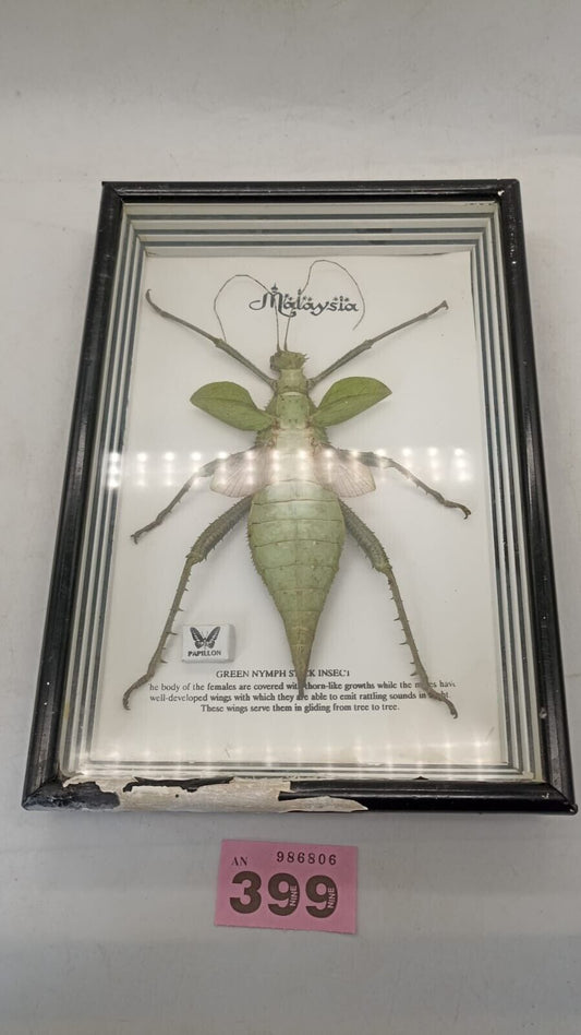 Vtg Papillon Preservation Large Green Nymph Stick Insect 7" Height 10" Frame