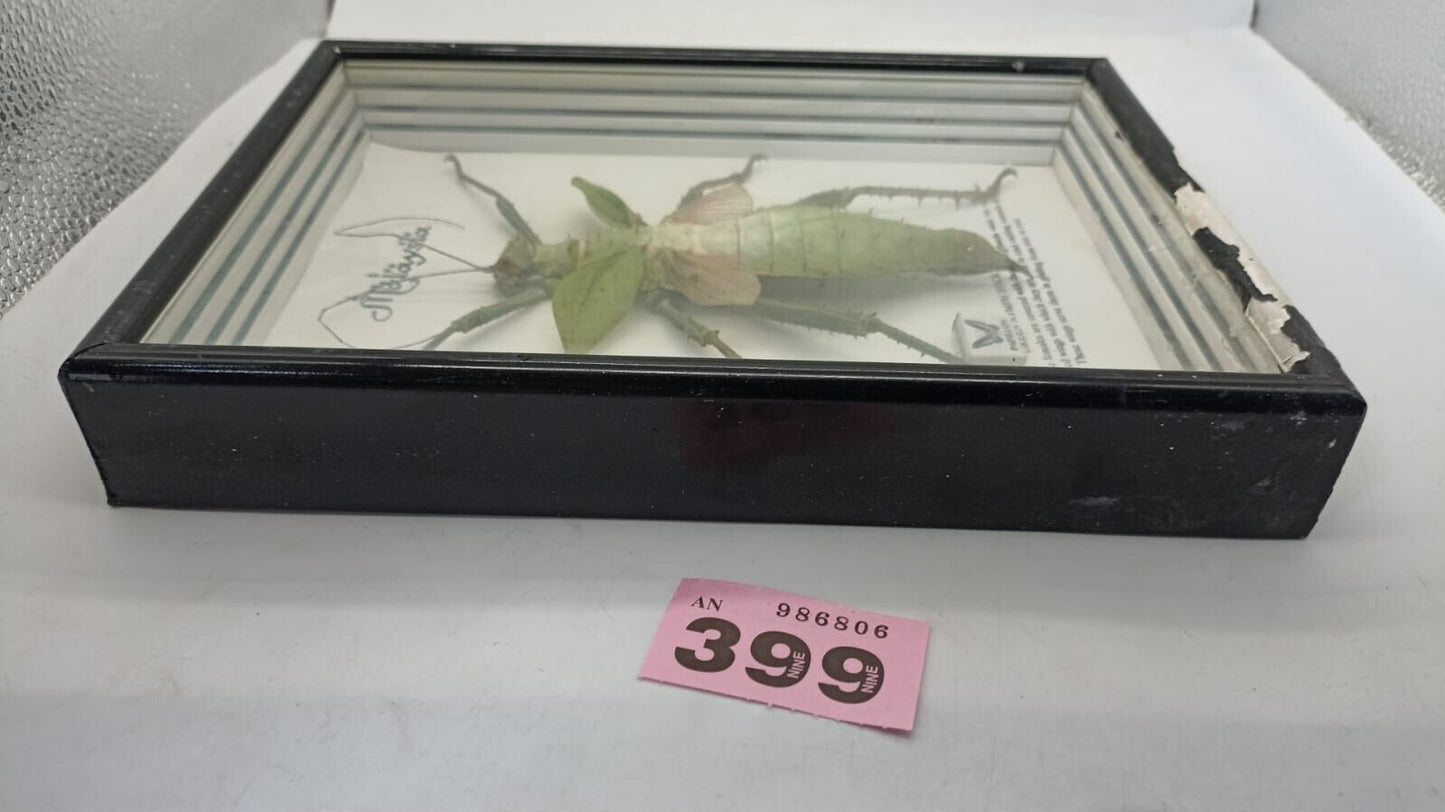 Vtg Papillon Preservation Large Green Nymph Stick Insect 7" Height 10" Frame