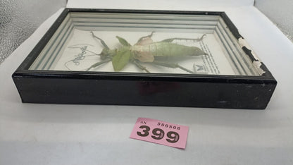 Vtg Papillon Preservation Large Green Nymph Stick Insect 7" Height 10" Frame