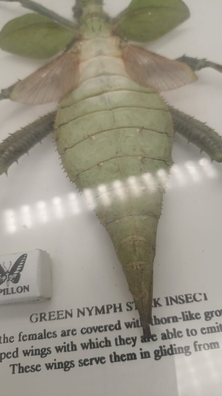 Vtg Papillon Preservation Large Green Nymph Stick Insect 7" Height 10" Frame