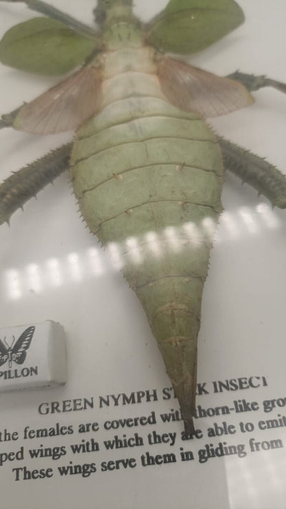 Vtg Papillon Preservation Large Green Nymph Stick Insect 7" Height 10" Frame