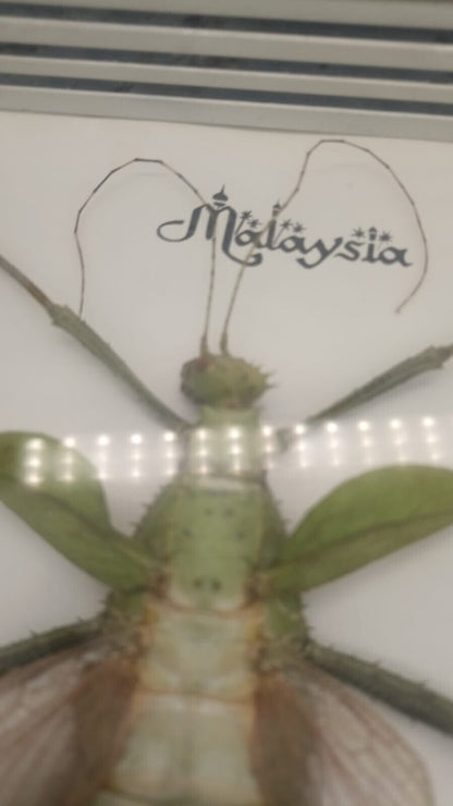 Vtg Papillon Preservation Large Green Nymph Stick Insect 7" Height 10" Frame