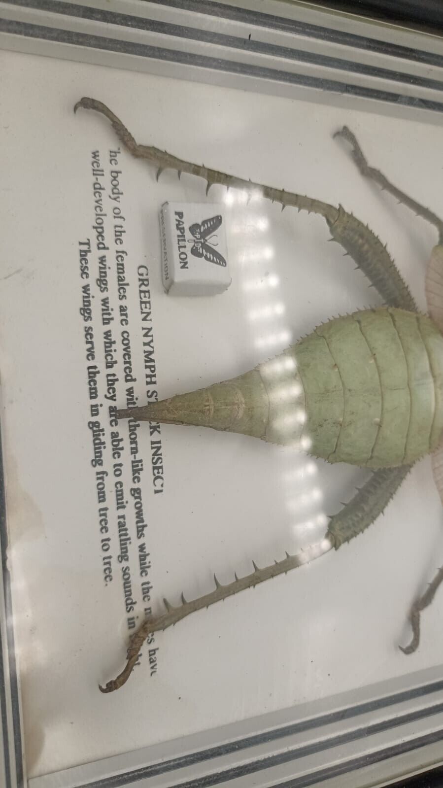 Vtg Papillon Preservation Large Green Nymph Stick Insect 7" Height 10" Frame