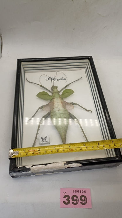 Vtg Papillon Preservation Large Green Nymph Stick Insect 7" Height 10" Frame