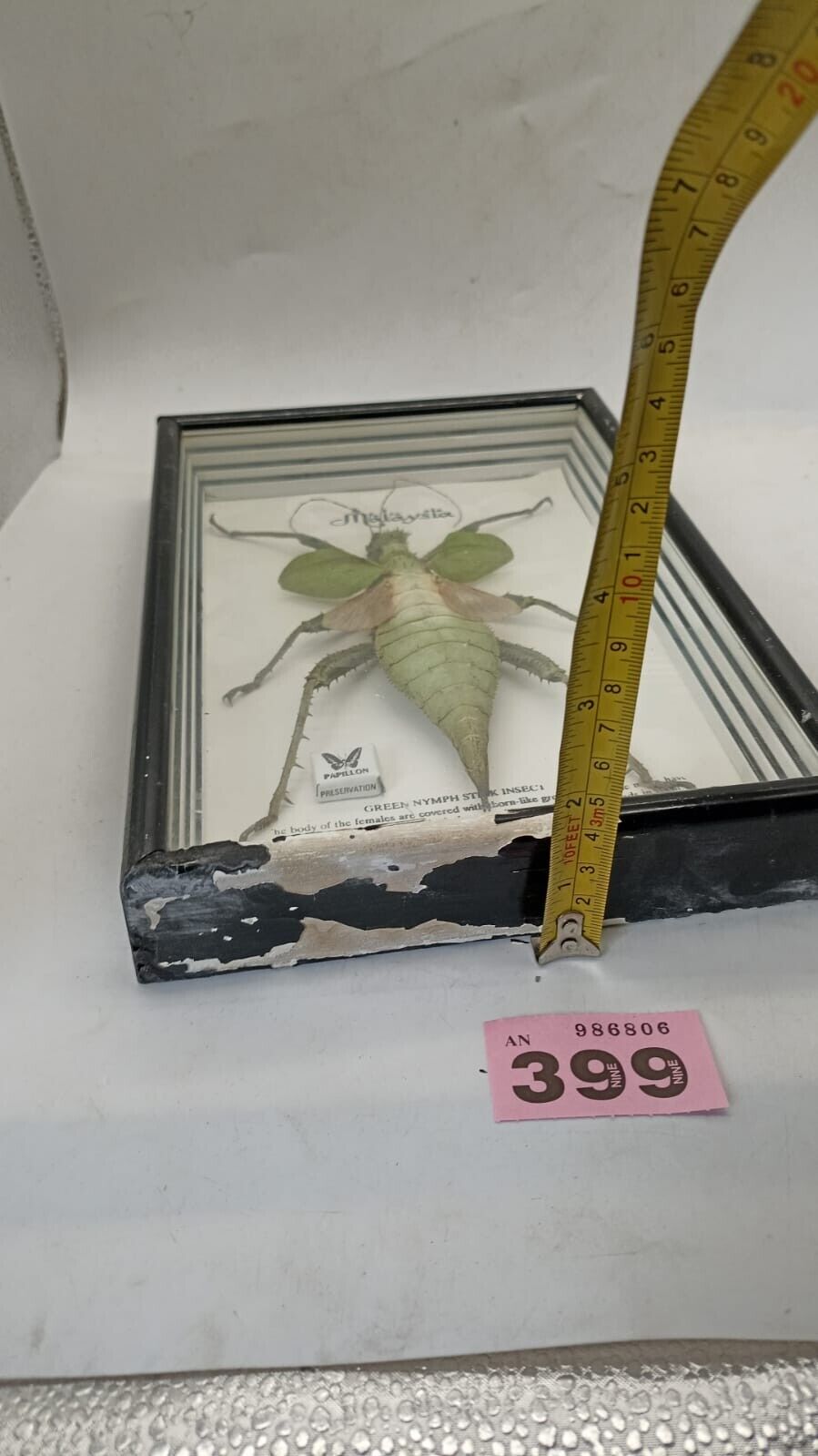 Vtg Papillon Preservation Large Green Nymph Stick Insect 7" Height 10" Frame