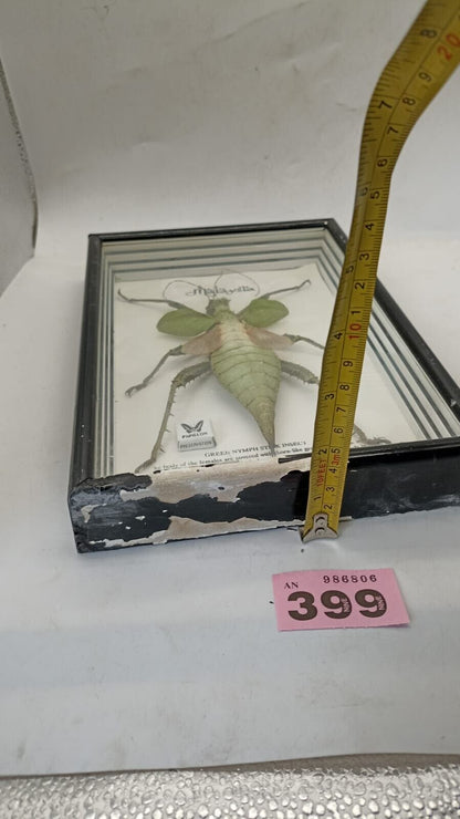 Vtg Papillon Preservation Large Green Nymph Stick Insect 7" Height 10" Frame